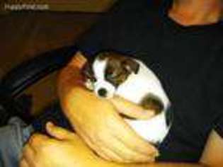 Chihuahua Puppy for sale in Myrtle Beach, SC, USA