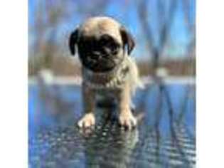 Pug Puppy for sale in Brewster, NY, USA