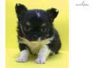 Chihuahua Puppy for sale in Salina, KS, USA