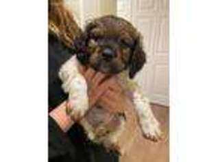 Brittany Puppy for sale in Montague, NJ, USA