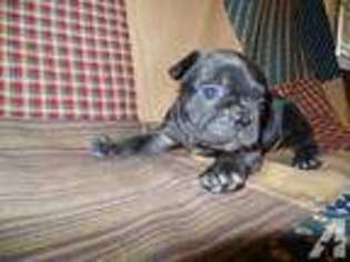 French Bulldog Puppy for sale in CLAYSVILLE, PA, USA