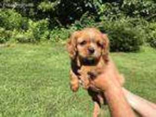 Cavalier King Charles Spaniel Puppy for sale in Maiden, NC, USA