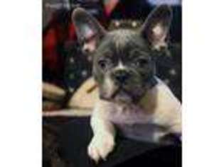 French Bulldog Puppy for sale in Lawrenceville, IL, USA