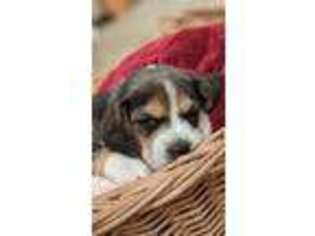 Beagle Puppy for sale in Bethel, PA, USA