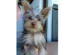 Yorkshire Terrier Puppy for sale in Selma, NC, USA