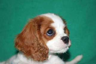 Cavalier King Charles Spaniel Puppy for sale in Beaumont, TX, USA