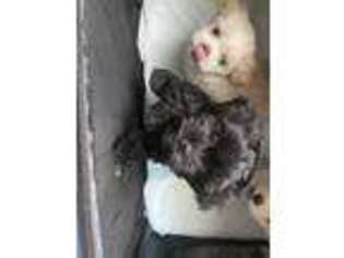 Mutt Puppy for sale in Freehold, NJ, USA