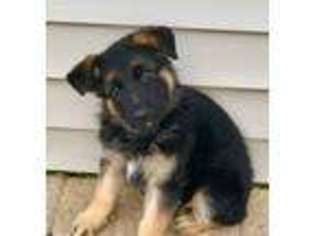 German Shepherd Dog Puppy for sale in Chicago, IL, USA