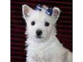 West Highland White Terrier Puppy for sale in Goshen, IN, USA