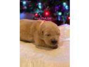 Golden Retriever Puppy for sale in Burneyville, OK, USA