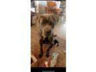 Cane Corso Puppy for sale in King, NC, USA
