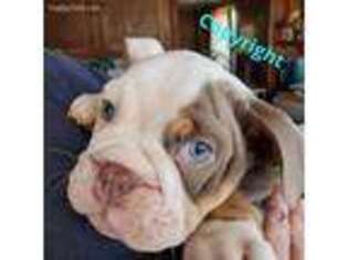 Olde English Bulldogge Puppy for sale in Cortland, NY, USA