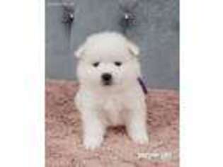 American Eskimo Dog Puppy for sale in Ashley, IN, USA