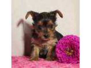Yorkshire Terrier Puppy for sale in Everett, PA, USA