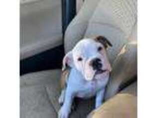 Bulldog Puppy for sale in Smithfield, NC, USA