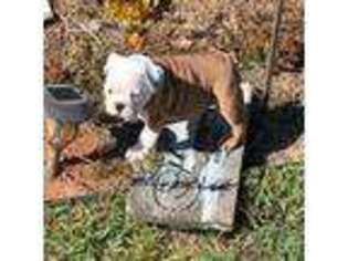 Bulldog Puppy for sale in Minden, LA, USA