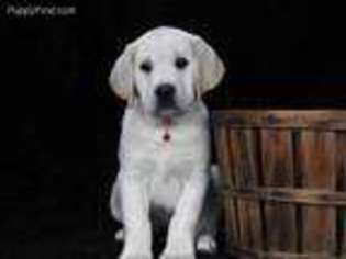 Labrador Retriever Puppy for sale in Mount Vernon, TX, USA