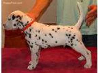 Dalmatian Puppy for sale in Bradenton, FL, USA