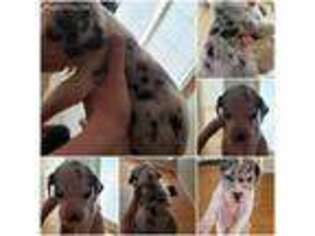 Great Dane Puppy for sale in Haymarket, VA, USA
