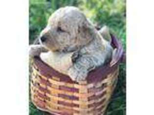 Labradoodle Puppy for sale in West Alexandria, OH, USA