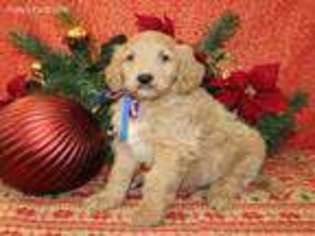 Goldendoodle Puppy for sale in Hutchinson, KS, USA