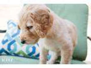 Goldendoodle Puppy for sale in Enid, OK, USA