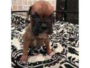 Boxer Puppy for sale in Waukee, IA, USA
