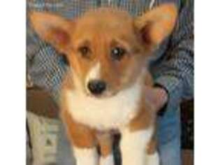 Pembroke Welsh Corgi Puppy for sale in Manitou, KY, USA