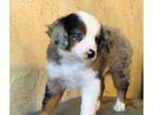 Australian Shepherd Puppy for sale in Quinlan, TX, USA