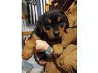 Rottweiler Puppy for sale in Olar, SC, USA