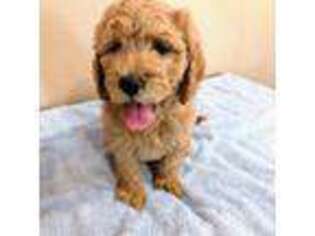 Goldendoodle Puppy for sale in Apache Junction, AZ, USA