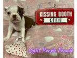 Boston Terrier Puppy for sale in Tompkinsville, KY, USA