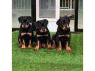 Rottweiler Puppy for sale in Glide, OR, USA