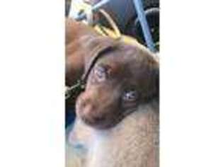 Labrador Retriever Puppy for sale in Norwalk, CA, USA
