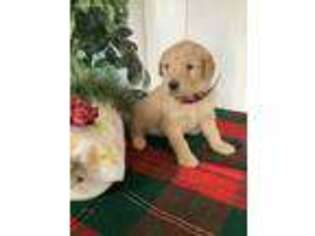 Goldendoodle Puppy for sale in Baltic, OH, USA