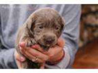 Labrador Retriever Puppy for sale in Niangua, MO, USA