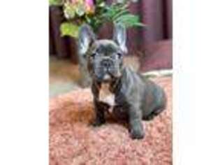 French Bulldog Puppy for sale in Arlington, VA, USA