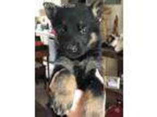 German Shepherd Dog Puppy for sale in Divide, CO, USA