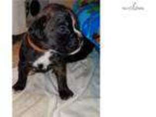 Boxer Puppy for sale in Panama City, FL, USA