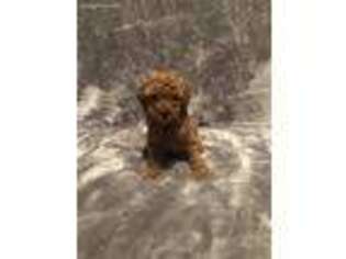 Mutt Puppy for sale in Clarence, MO, USA