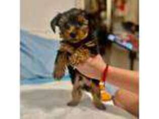 Yorkshire Terrier Puppy for sale in Key West, FL, USA