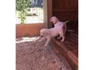 Labrador Retriever Puppy for sale in Santa Rosa, CA, USA