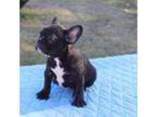 French Bulldog Puppy for sale in Greenville, TX, USA