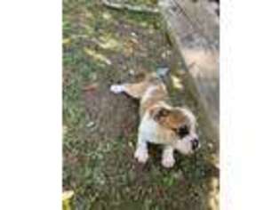 Bulldog Puppy for sale in Waynesboro, TN, USA