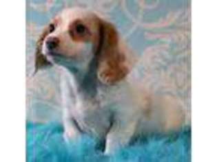 Dachshund Puppy for sale in Woodbine, GA, USA