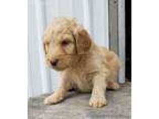 Goldendoodle Puppy for sale in Leighton, IA, USA
