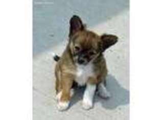 Papillon Puppy for sale in Keithsburg, IL, USA