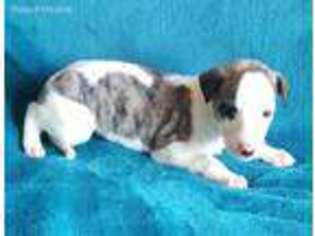 Whippet Puppy for sale in Goldendale, WA, USA