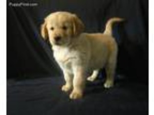 Golden Retriever Puppy for sale in Pittsburg, KS, USA