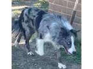 Border Collie Puppy for sale in Moody, TX, USA